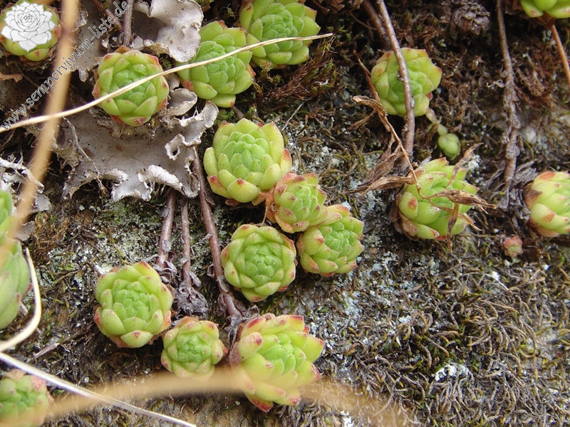montanum ssp. montanum from Gotthard (Tremola)