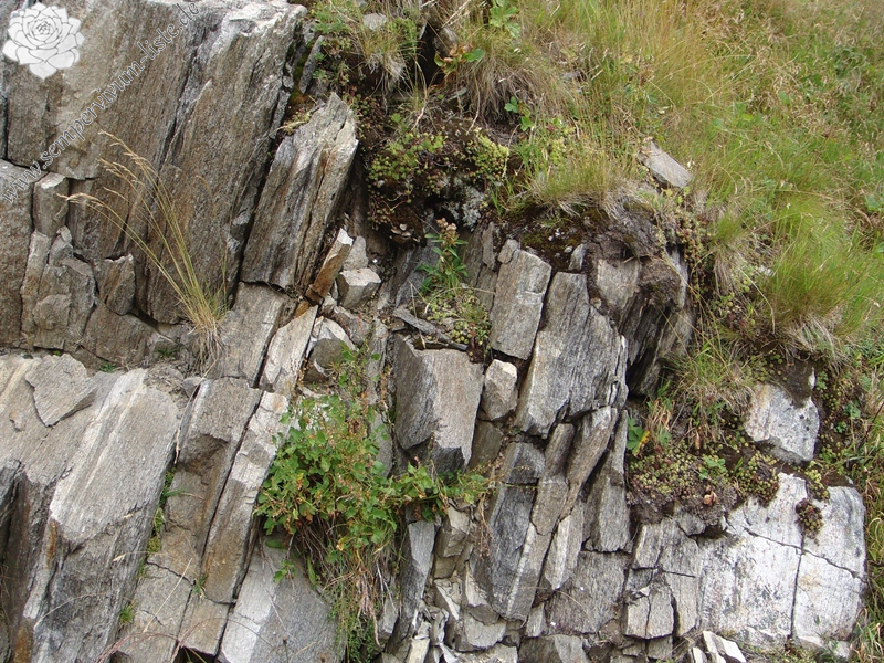 montanum ssp. montanum from Gotthard (Tremola)
