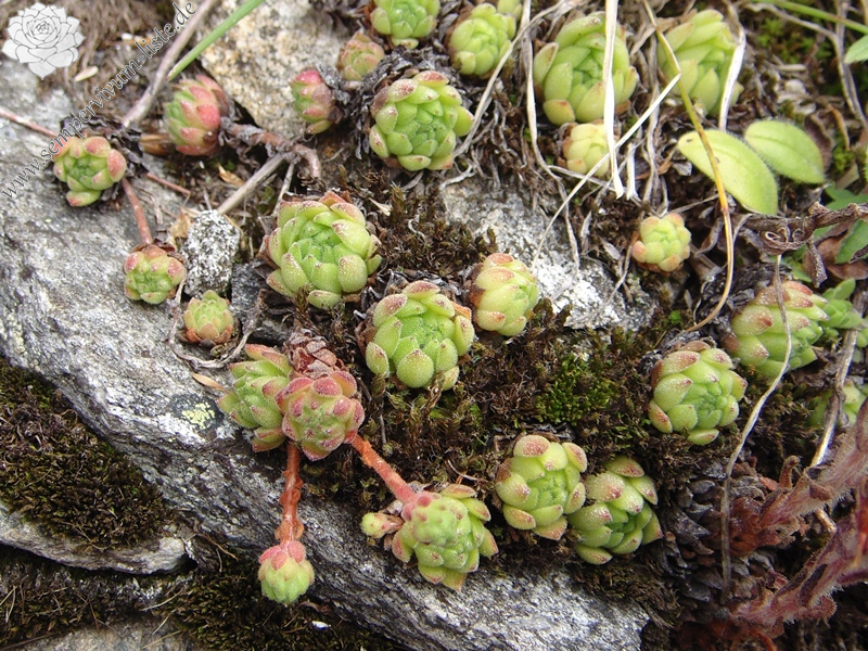 montanum ssp. montanum from Gotthard (Tremola)