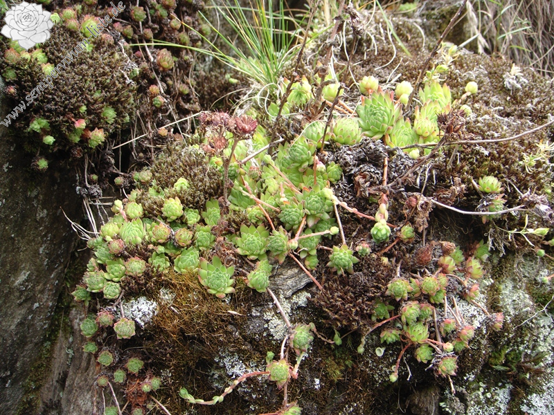 montanum ssp. montanum from Gotthard (Tremola)