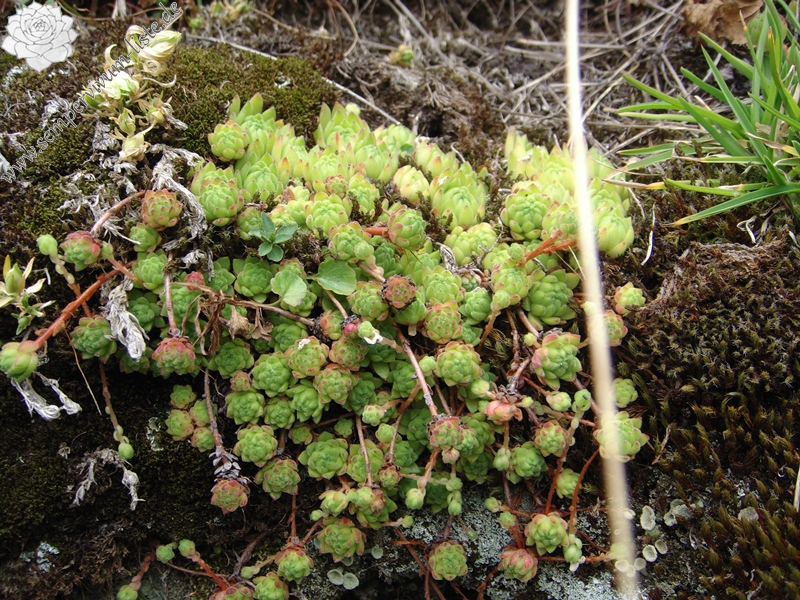 montanum ssp. montanum from Gotthard (Tremola)