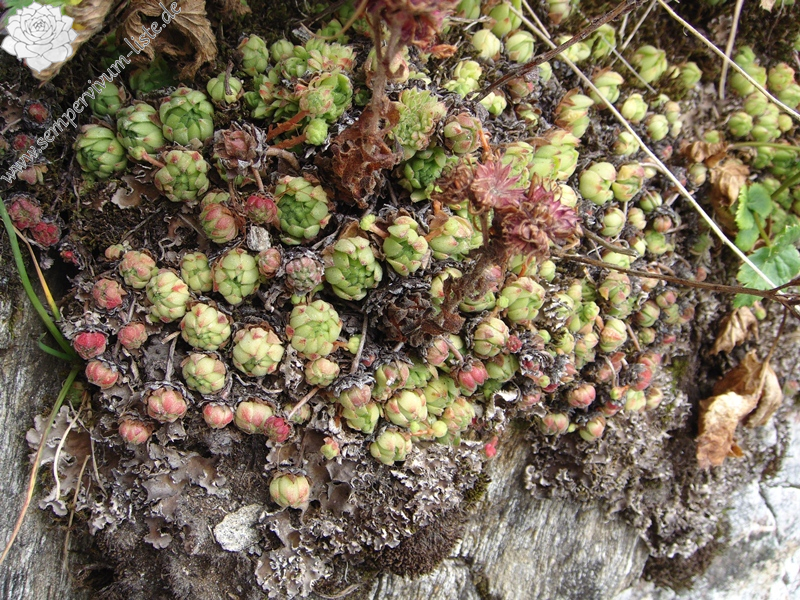 montanum ssp. montanum from Gotthard (Tremola)