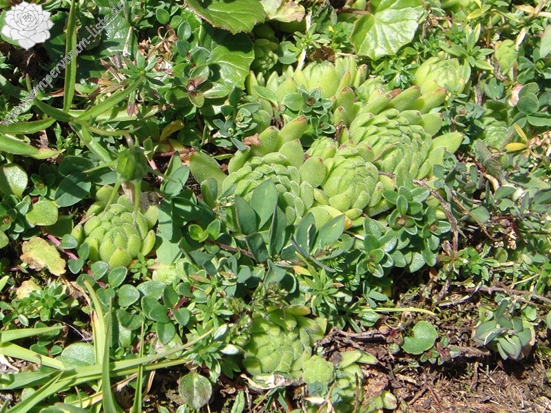 montanum ssp. montanum from Melchsee-Frutt