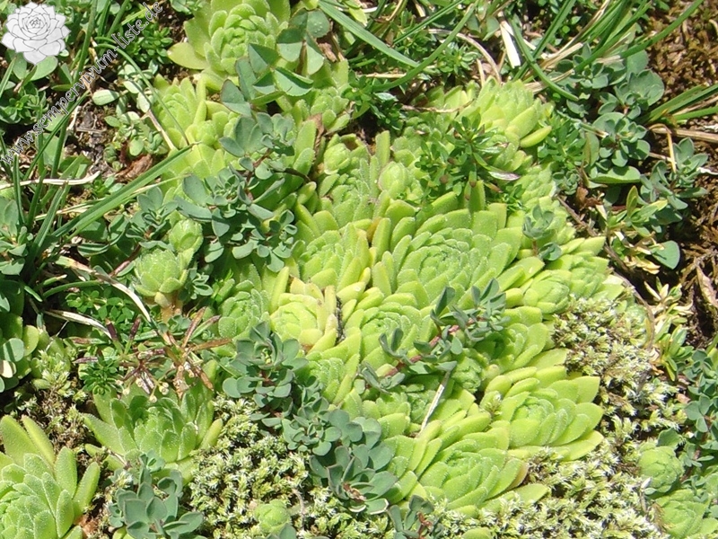 montanum ssp. montanum from Melchsee-Frutt
