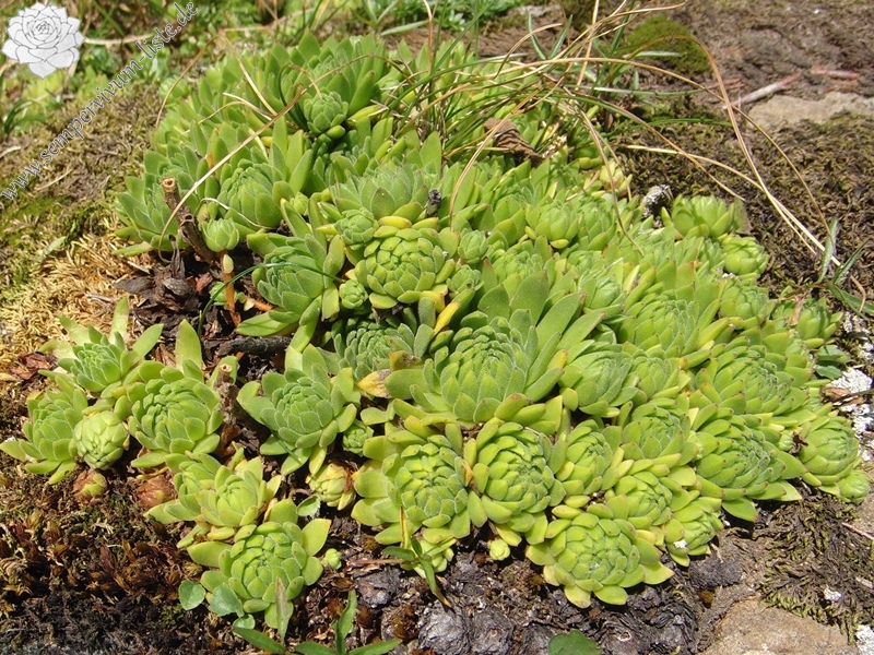 montanum ssp. montanum from Melchsee-Frutt