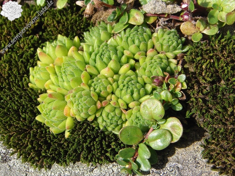 montanum ssp. montanum from Melchsee-Frutt