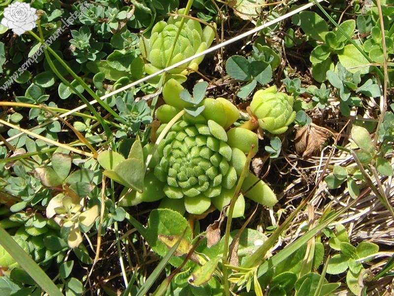 montanum ssp. montanum from Melchsee-Frutt