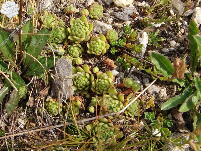 montanum ssp. montanum from Nufenenpass