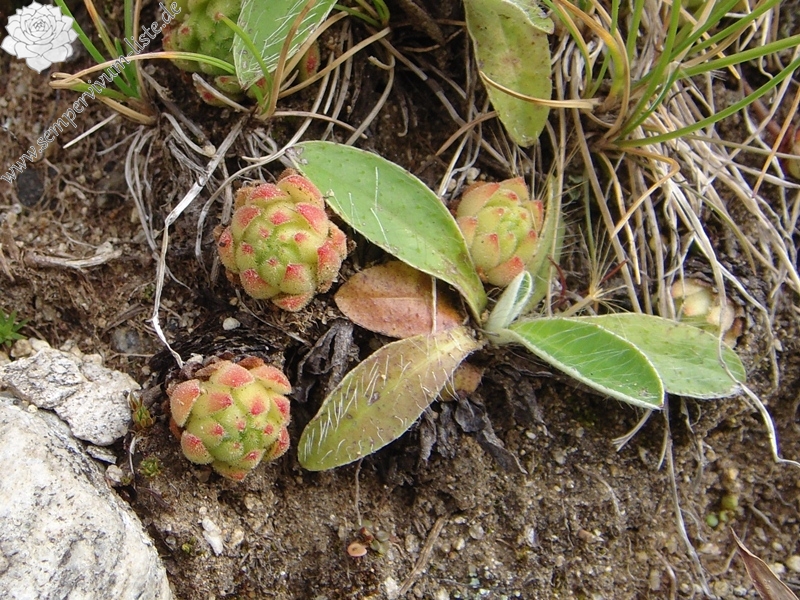 montanum ssp. montanum from Nufenenpass