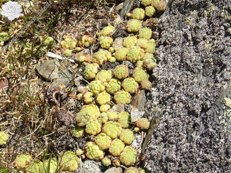 montanum ssp. montanum from Passo di Foscagno