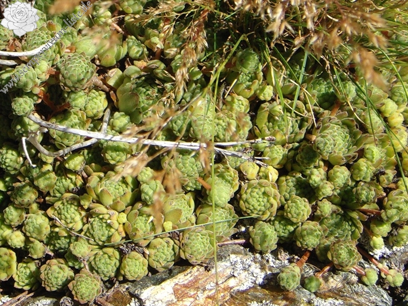 montanum ssp. montanum from Passo di Foscagno