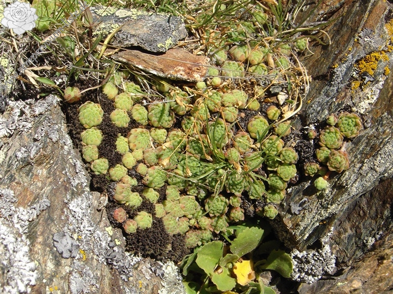 montanum ssp. montanum from Passo di Foscagno