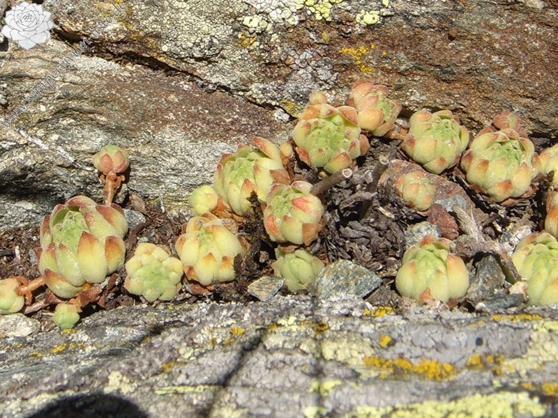 montanum ssp. montanum from Passo di Foscagno