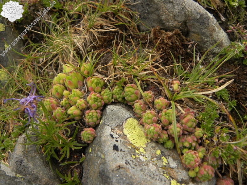 montanum ssp. montanum from Port de Boucharo