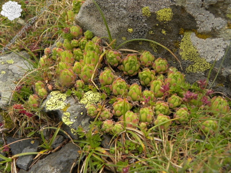 montanum ssp. montanum from Port de Boucharo