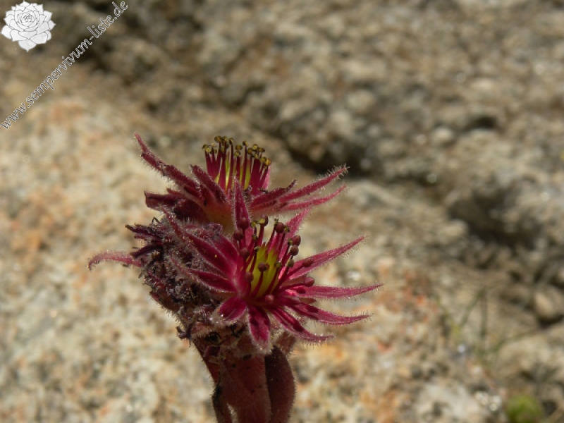 montanum ssp. montanum from Ratera, Sattel