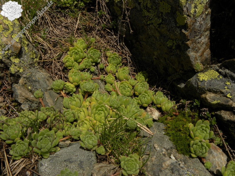 montanum ssp. montanum from Refuge des Espuguettes
