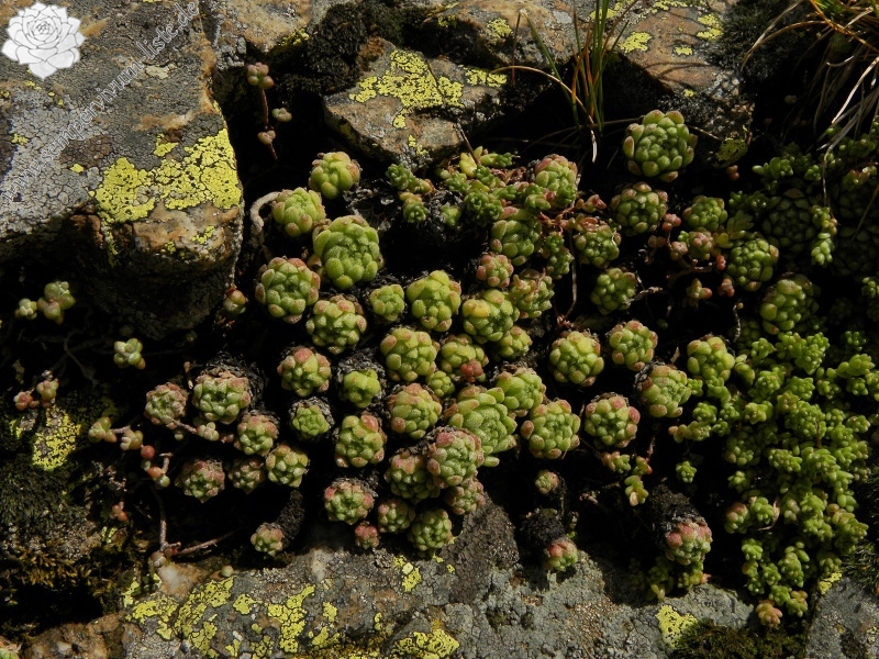 montanum ssp. montanum from Refuge des Espuguettes