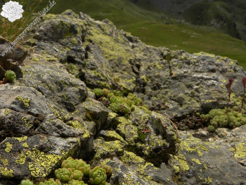 montanum ssp. montanum from Refuge des Espuguettes