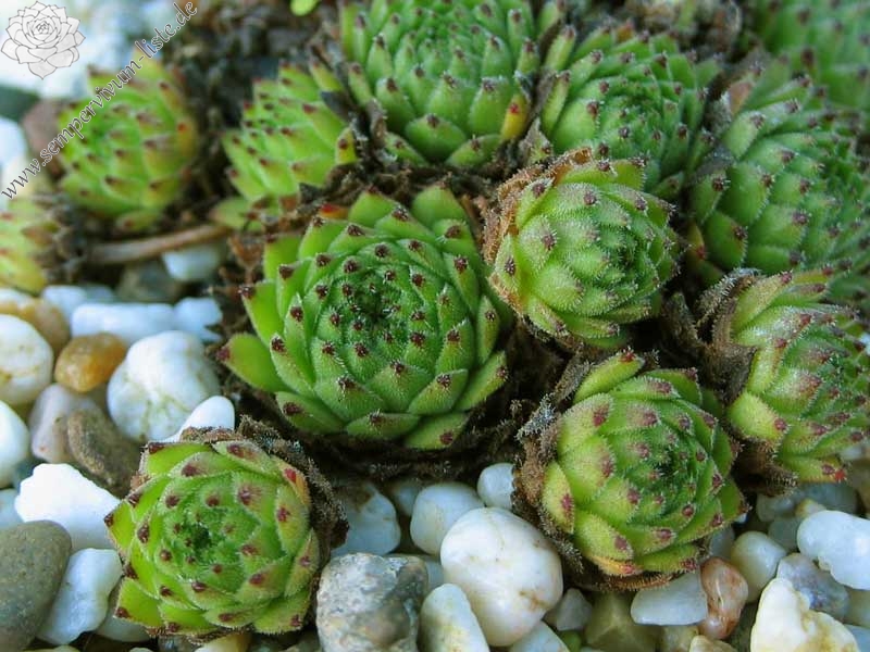 montanum from Hohe Tauern