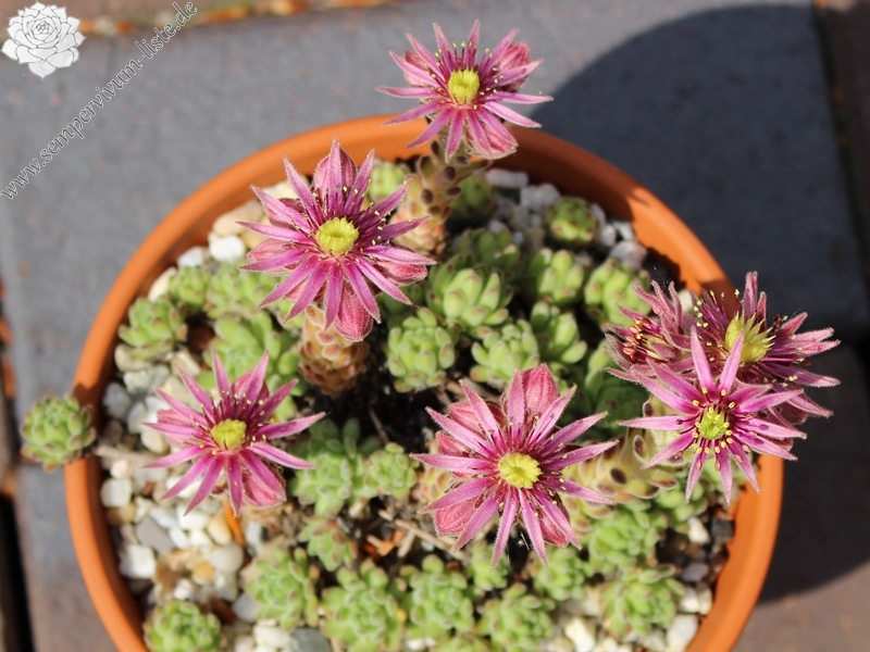 montanum from Pfossental