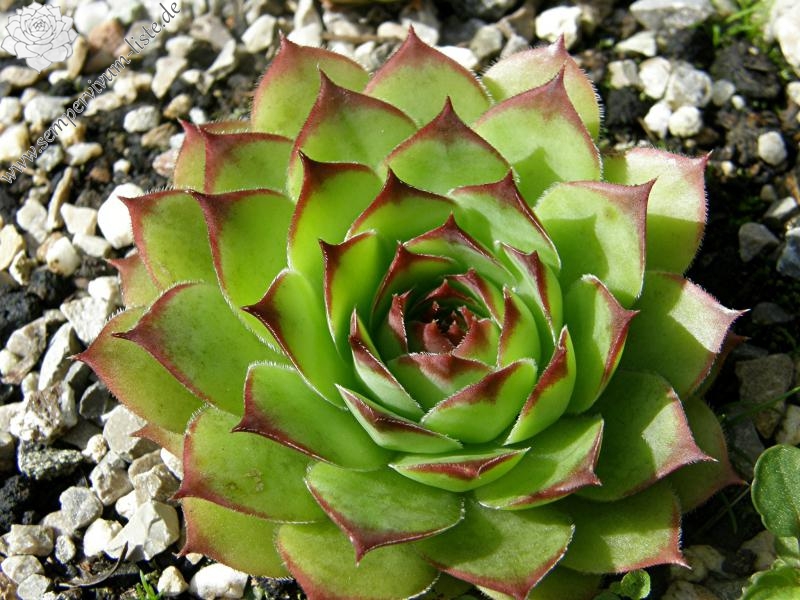 tectorum var. tectorum (guillemotii) from Mont Ventoux