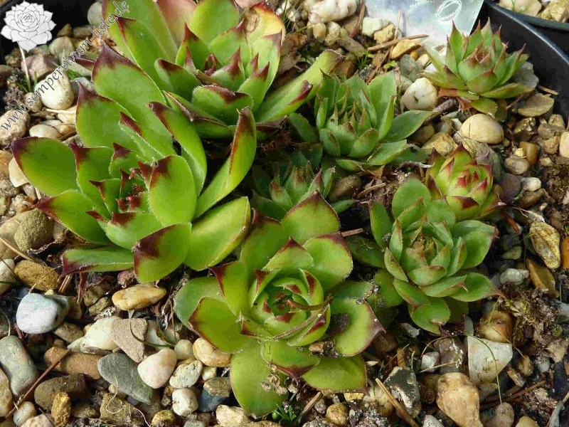 Korspelse Sanessena