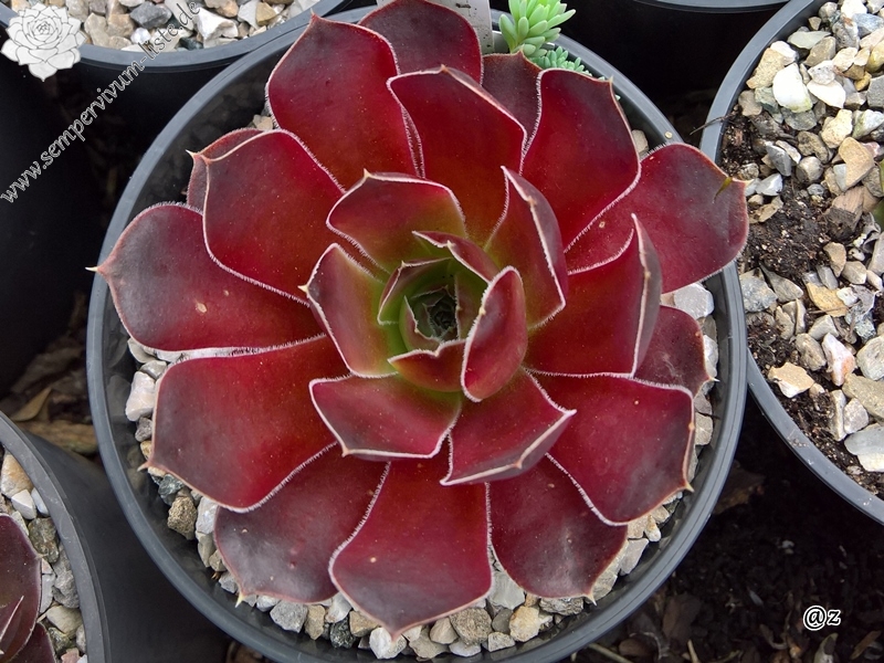 Korspelse Perdita / Jovi