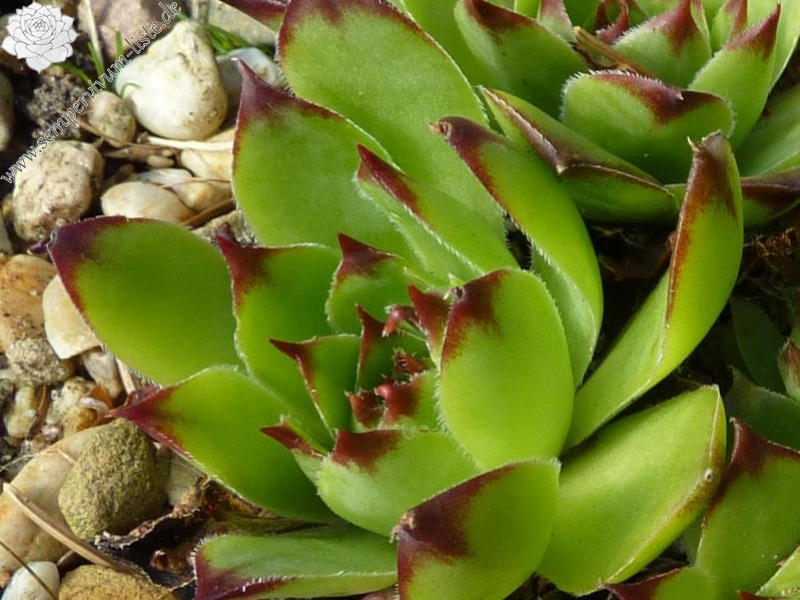 Korspelse Sanessena