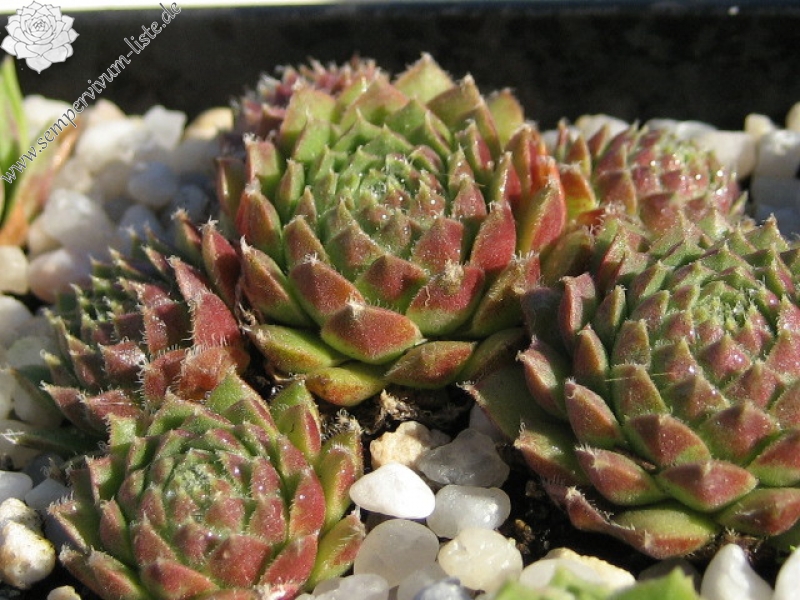 minutum (hirtella)