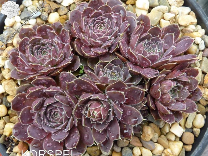 Korspel Dunkle Schone / Jovi