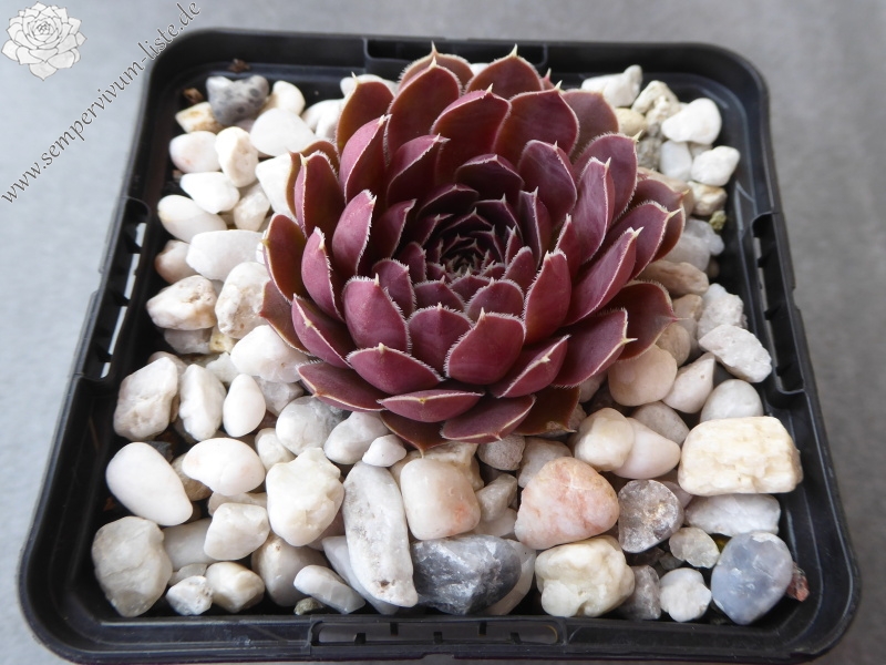 Korspel Dunkle Schone / Jovi