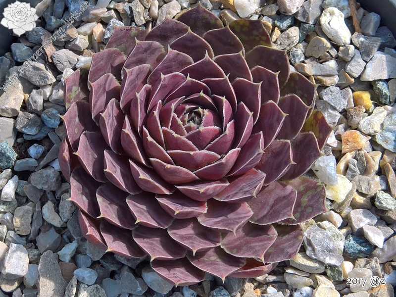 Korspel Dunkle Schone / Jovi