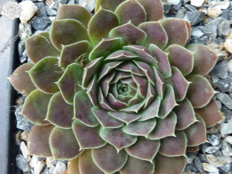 Constance Spry / Jovi