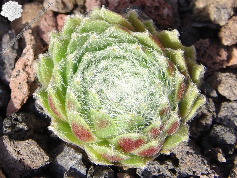 Lumemari