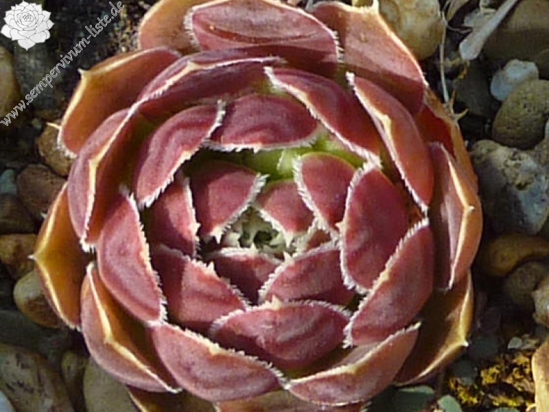 Claret Crousse / Jovi