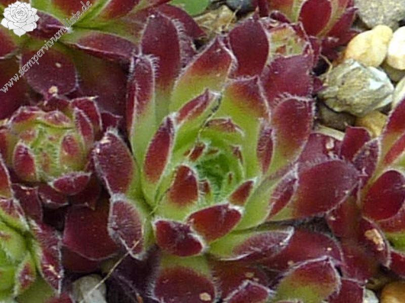 Korspelse Toos