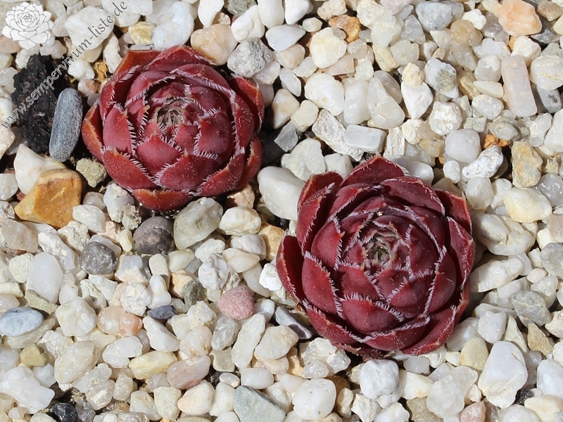 Claret Crousse / Jovi