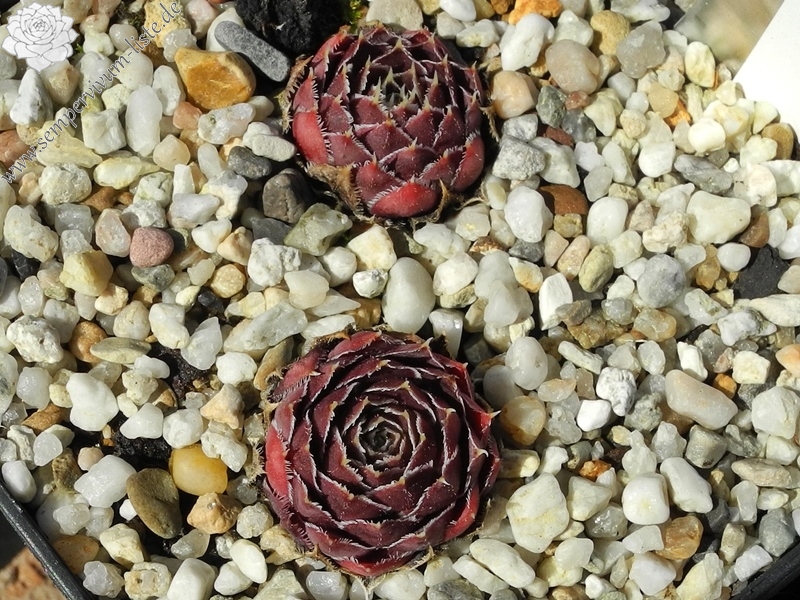 Claret Crousse / Jovi