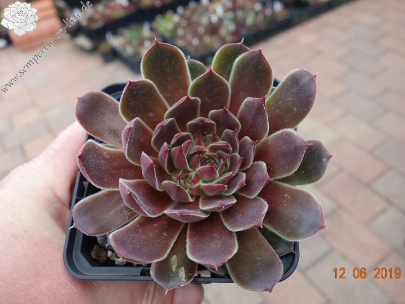 Cloudy Sunrise / Jovi