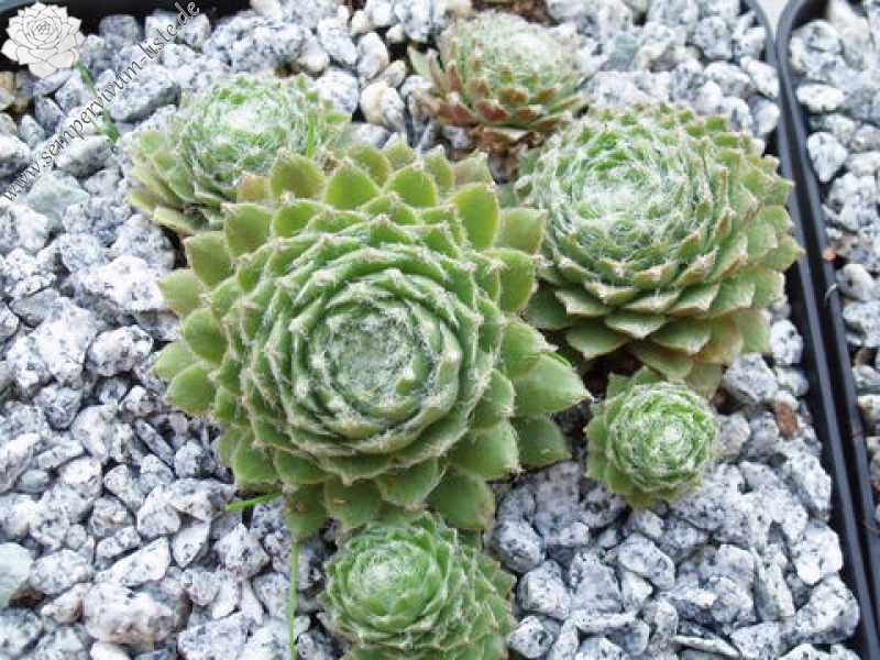 Lumemari