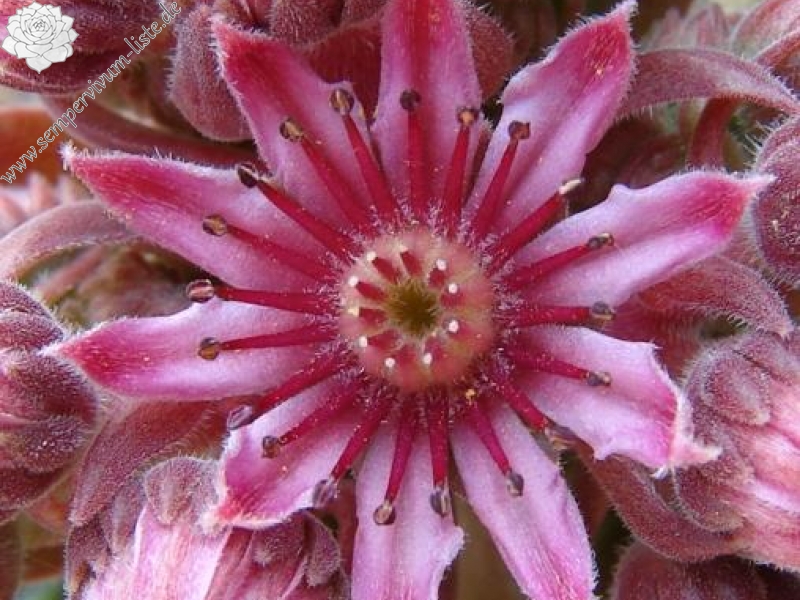 marmoreum ssp. erythraeum