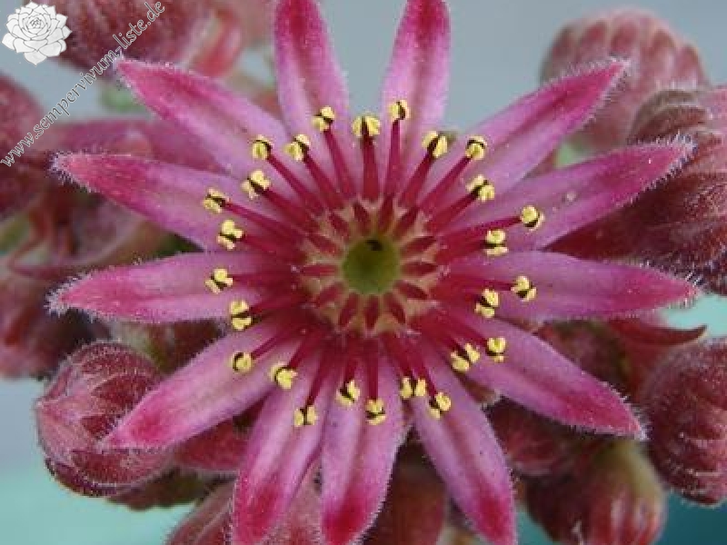 marmoreum ssp. erythraeum from Rilagebirge (Typ PH1354)