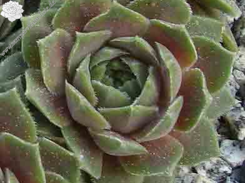 marmoreum ssp. erythraeum from Rilagebirge (Typ PH1354)