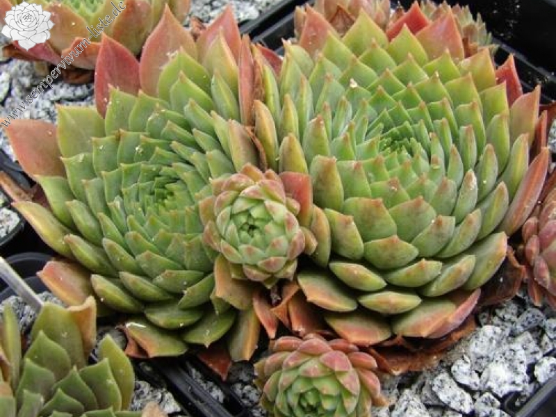 marmoreum ssp. erythraeum from Wichren (Typ PH1631)