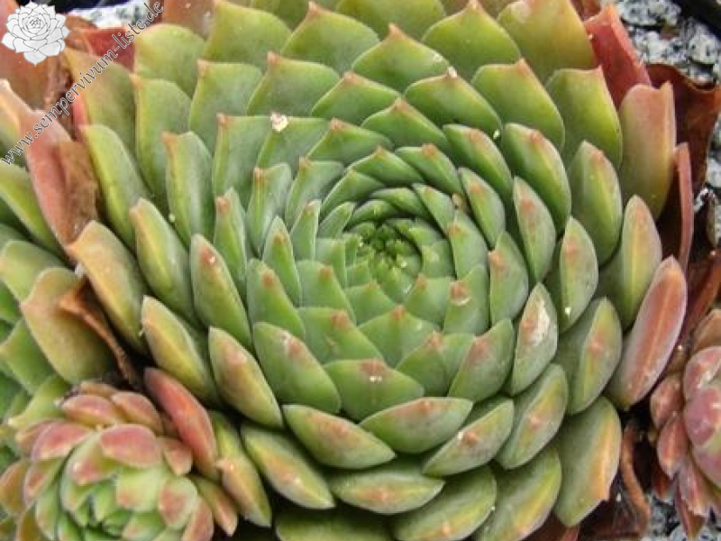 marmoreum ssp. erythraeum from Wichren (Typ PH1631)