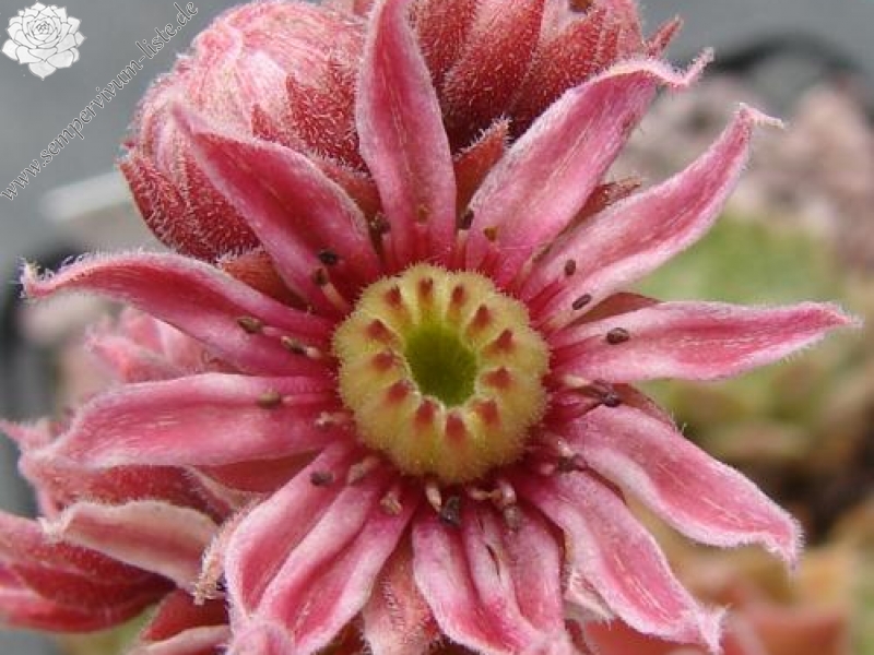 marmoreum ssp. erythraeum