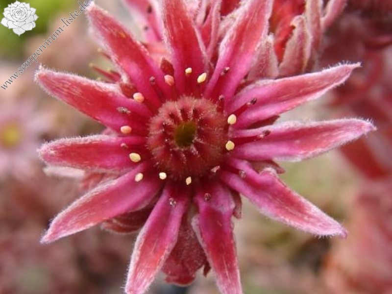 marmoreum ssp. erythraeum