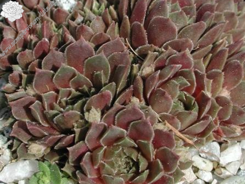 marmoreum ssp. erythraeum from Pirin