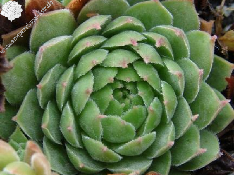 transcaucasicum from Tbilisi (Typ PH493)